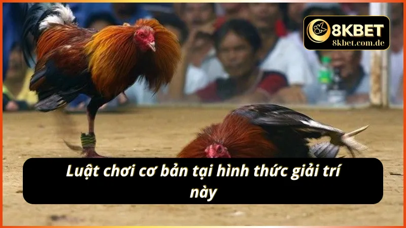 Quy tắc chơi đối với hình thức giải trí đá gà C1