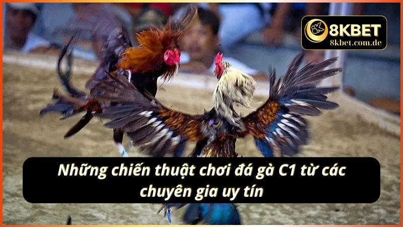 Một số chiến thuật chơi đá gà C1 từ các cao thủ