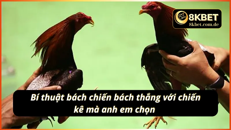 Chiến thuật ăn sạch tiền sân cược khi tham gia đá gà cựa dao