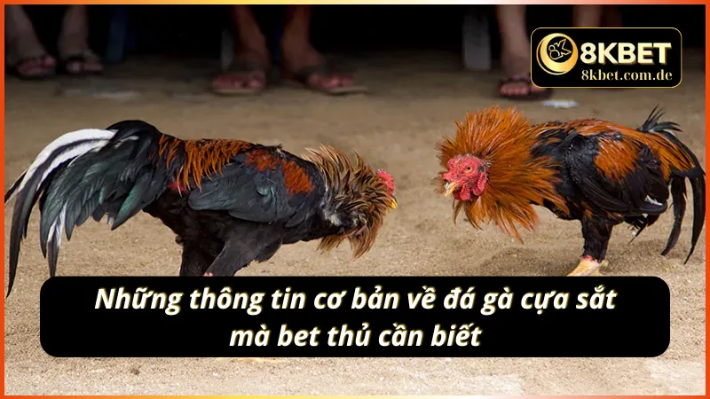 Đôi điều cơ bản về đá gà cựa sắt