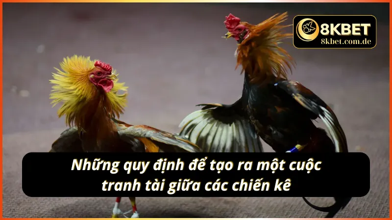 Kịch tính với các quy tắc chung trong đá gà cựa sắt 