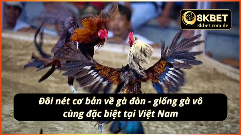 Đôi nét sơ lược về đá gà đòn 