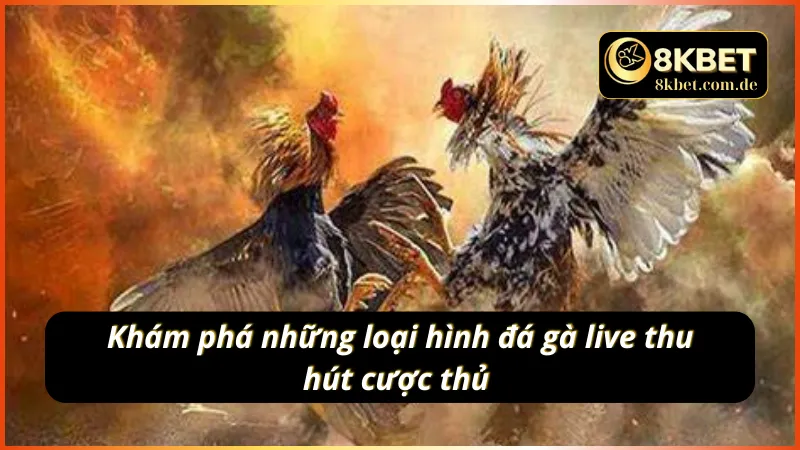 Cộng đồng cược thủ Việt bị thu hút bởi sảnh cược đá gà live 8KBET