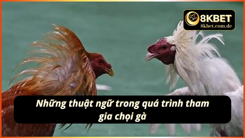 Danh sách các thuật ngữ đá gà 8KBET mà cược thủ cần biết