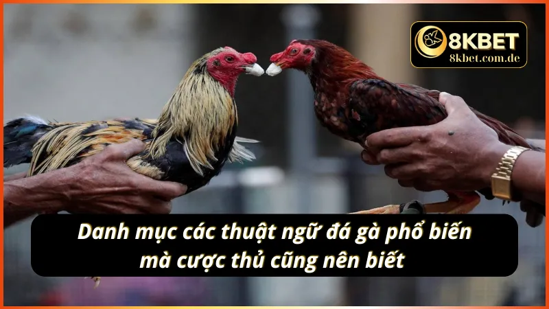 Các thuật ngữ đá gà 8KBET mà bet thủ cũng cần nắm 